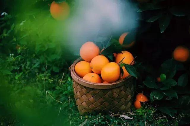 秋季吃柳丁有什麼好處？